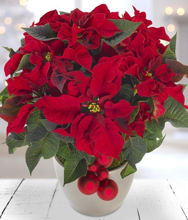 Red Christmas Poinsettia